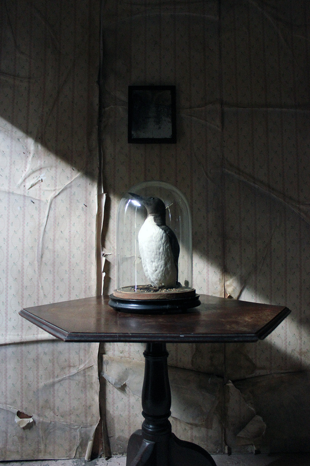 A Good c.1900 Dome Cased Taxidermy Guillemot