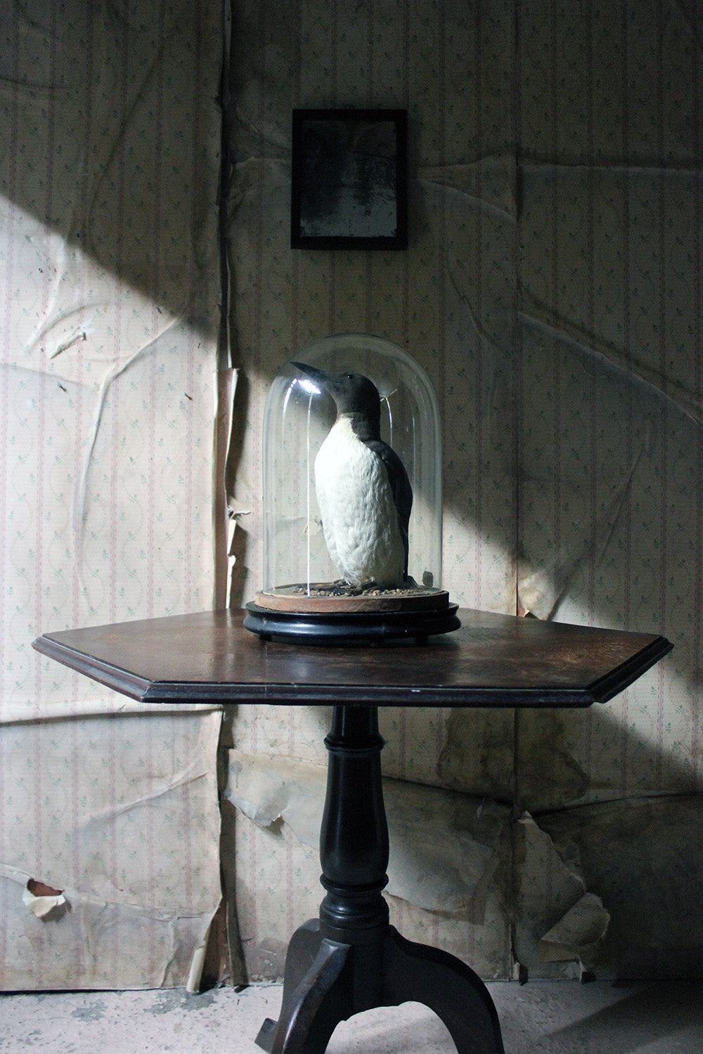 A Good c.1900 Dome Cased Taxidermy Guillemot