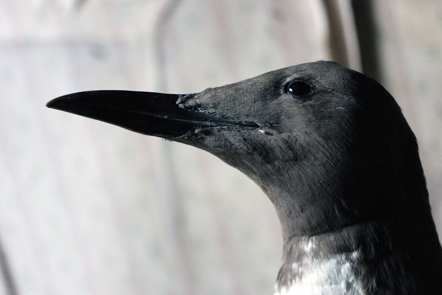 A Good c.1900 Dome Cased Taxidermy Guillemot