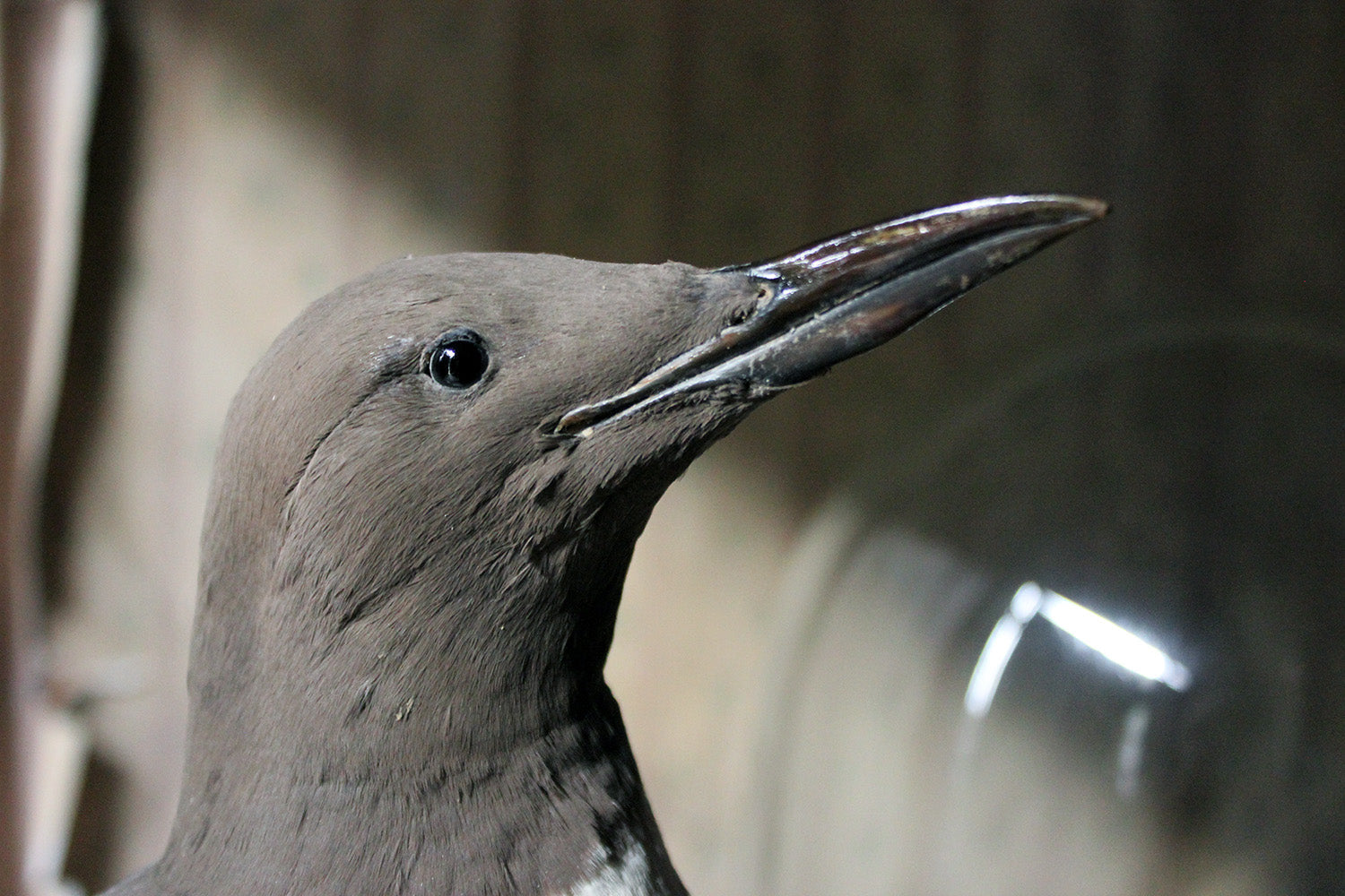 A Good c.1900 Dome Cased Taxidermy Guillemot