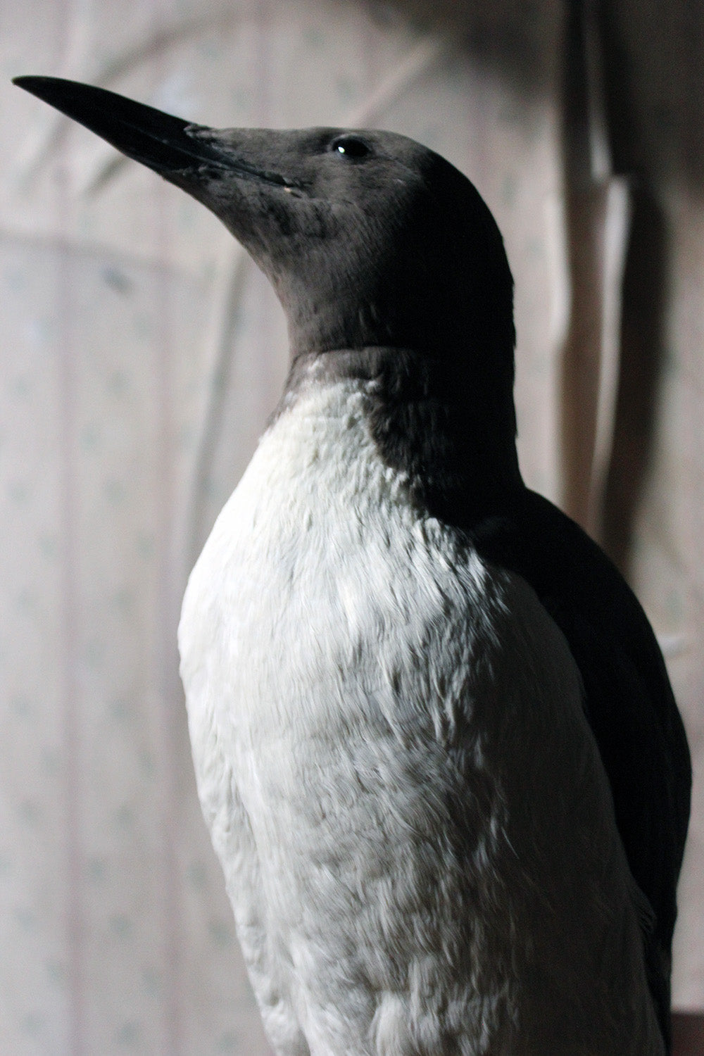 A Good c.1900 Dome Cased Taxidermy Guillemot