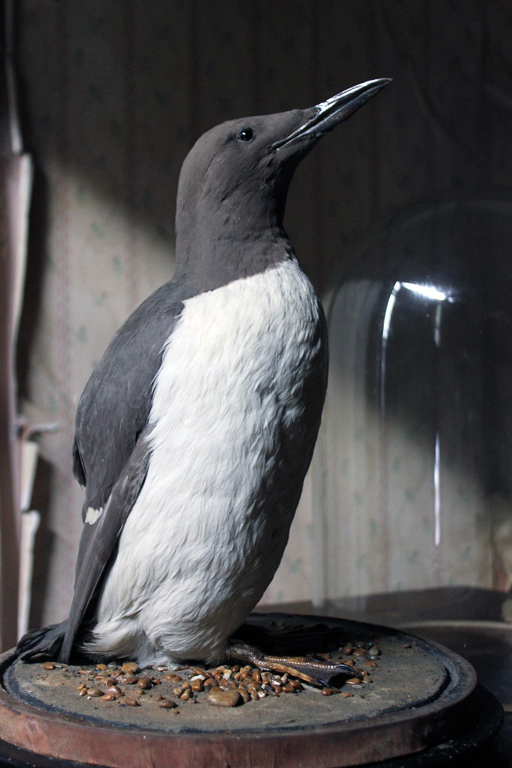 A Good c.1900 Dome Cased Taxidermy Guillemot