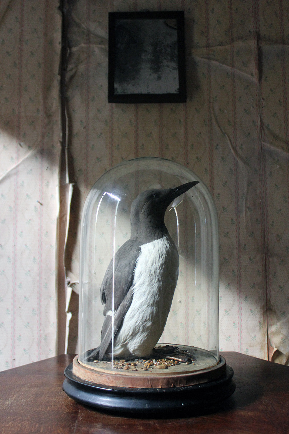 A Good c.1900 Dome Cased Taxidermy Guillemot
