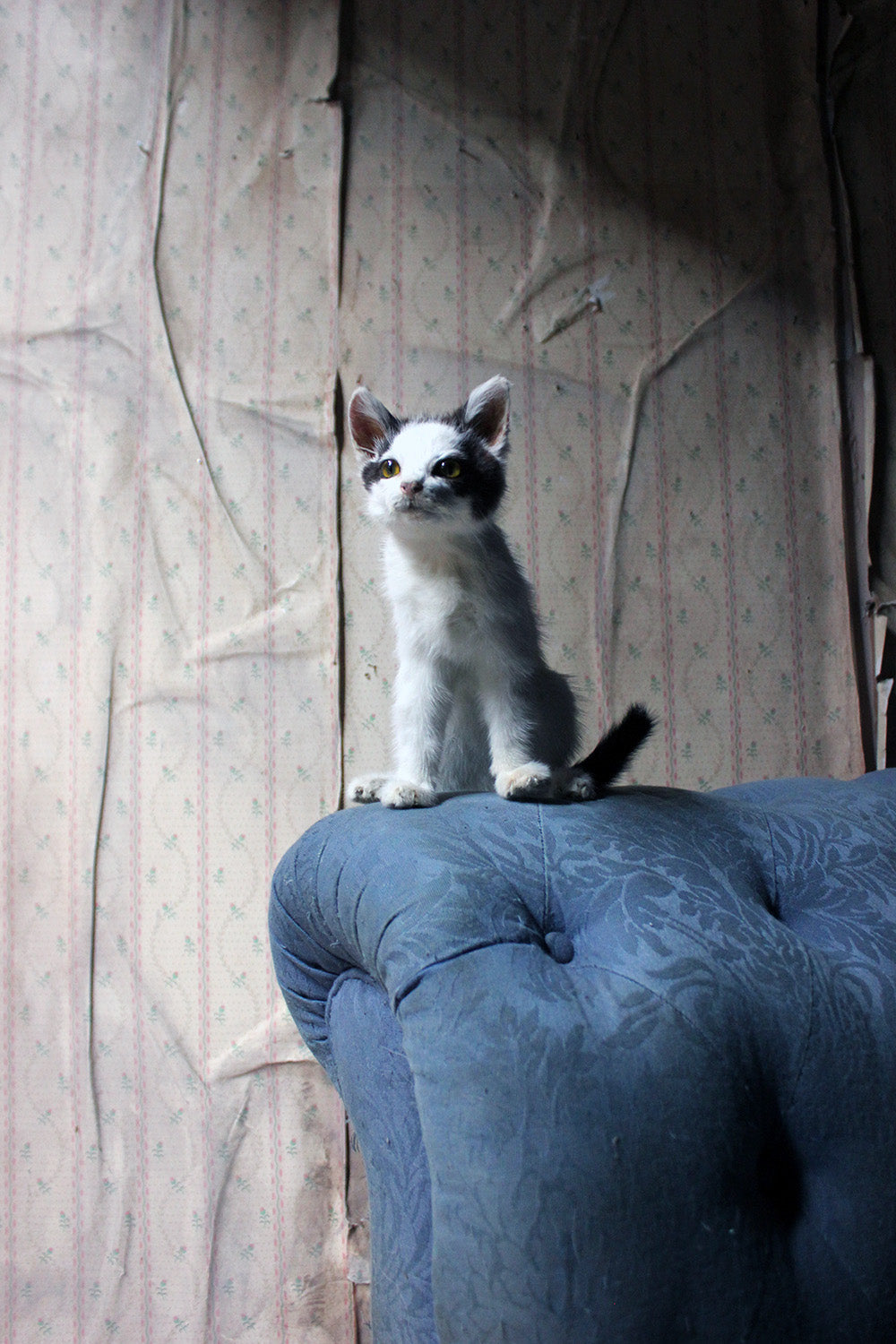 A 21stC Taxidermy Domestic Kitten
