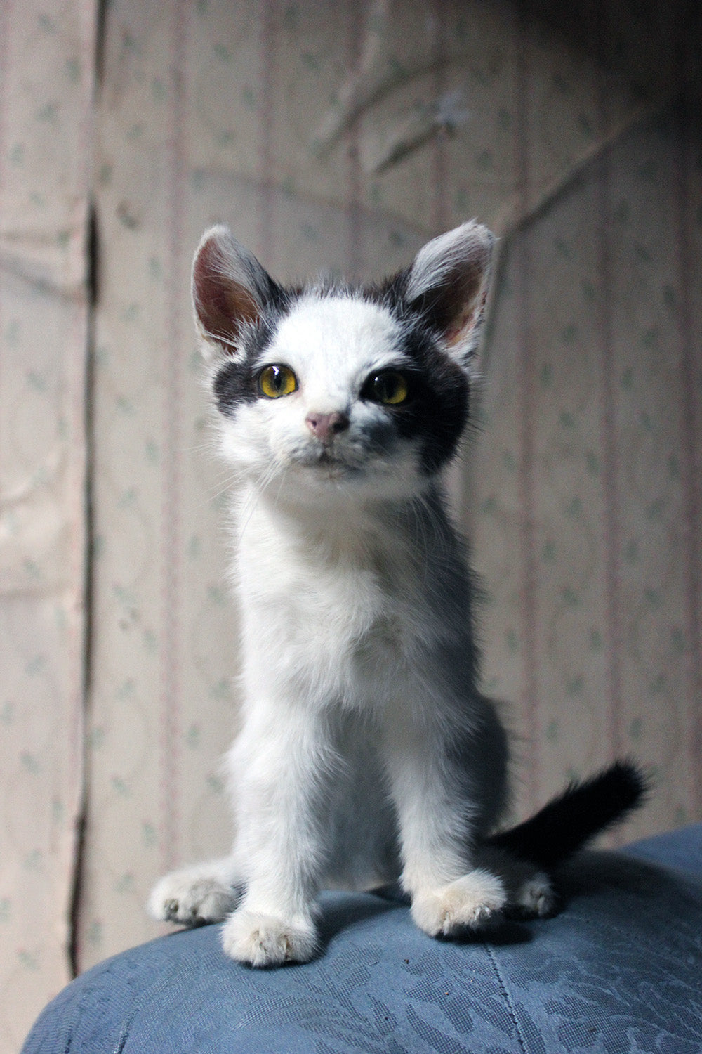 A 21stC Taxidermy Domestic Kitten