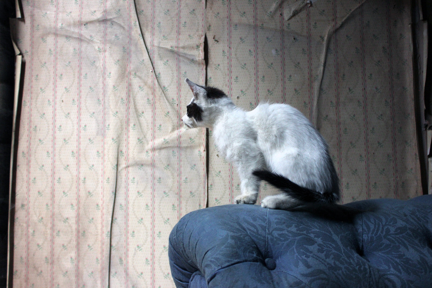 A 21stC Taxidermy Domestic Kitten