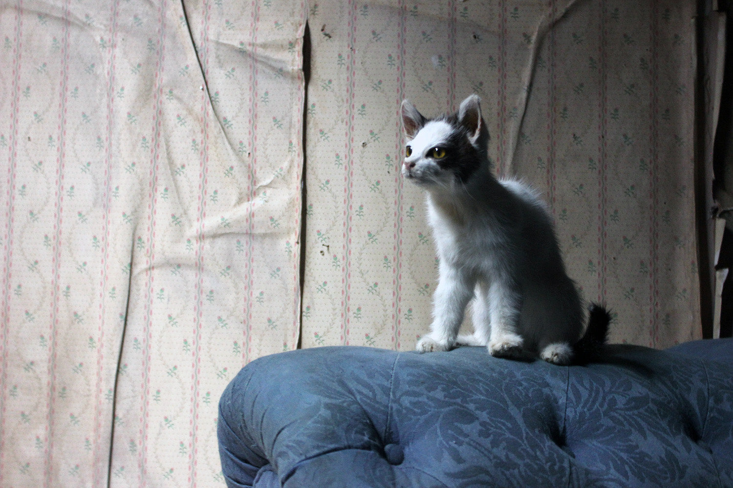 A 21stC Taxidermy Domestic Kitten