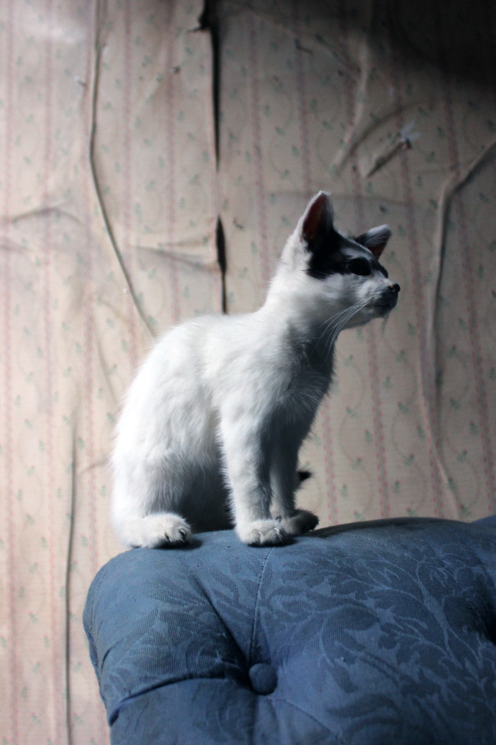 A 21stC Taxidermy Domestic Kitten