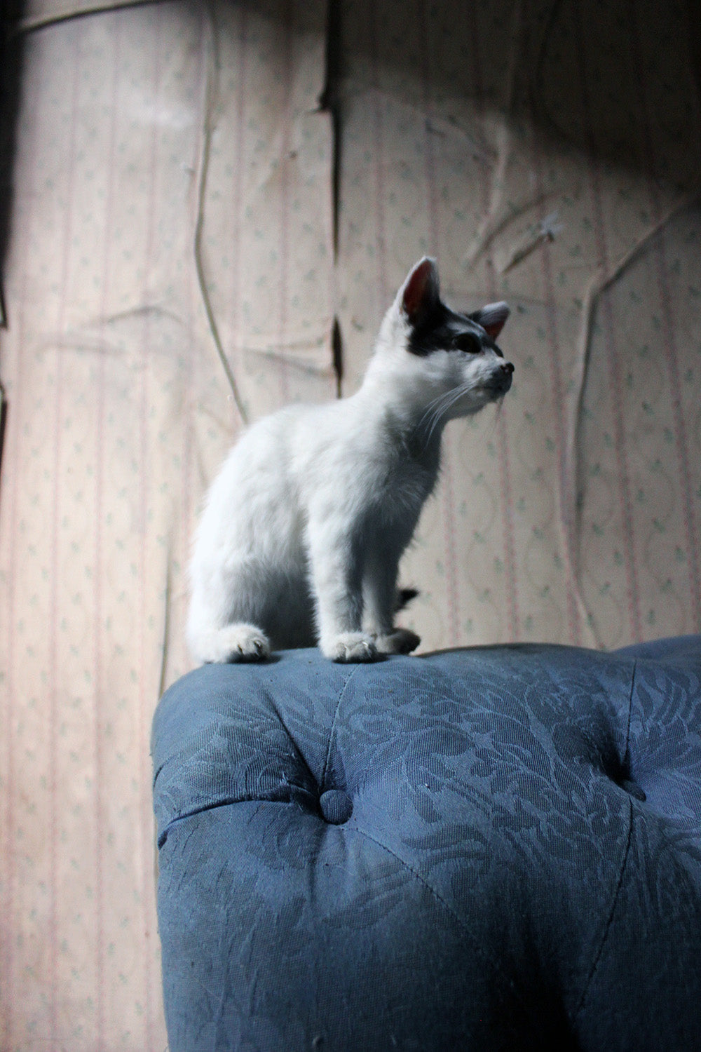 A 21stC Taxidermy Domestic Kitten