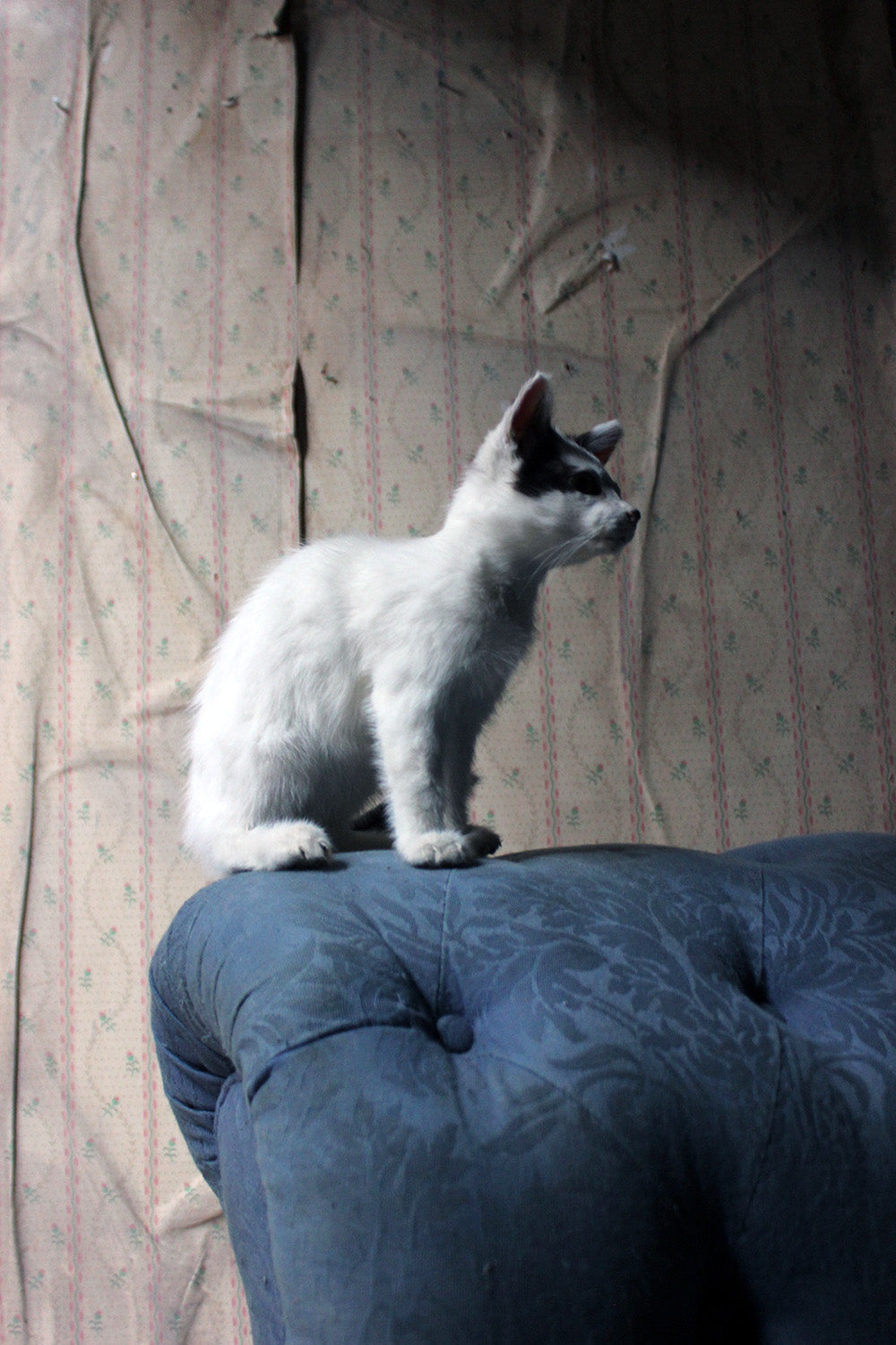 A 21stC Taxidermy Domestic Kitten