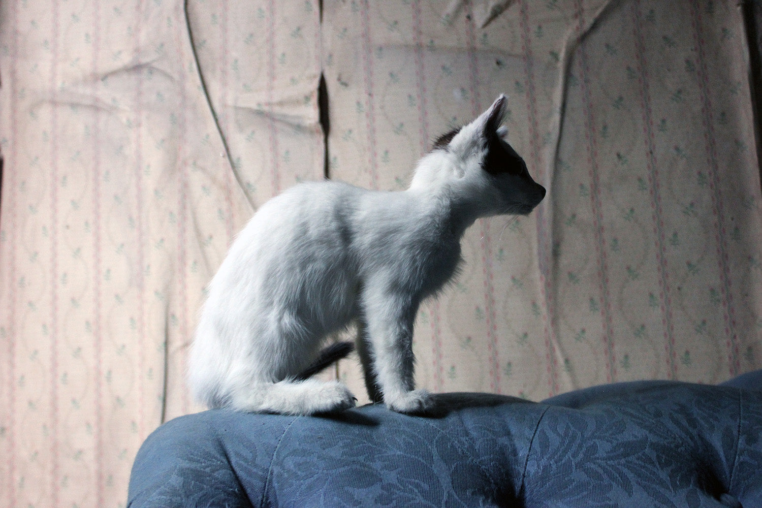 A 21stC Taxidermy Domestic Kitten