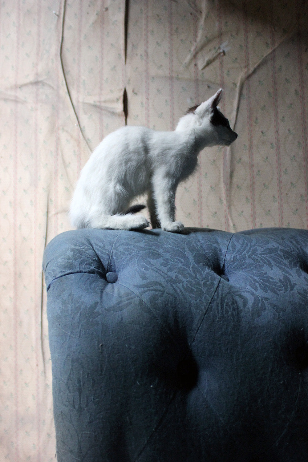 A 21stC Taxidermy Domestic Kitten