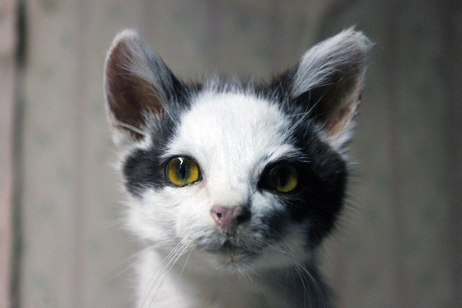 A 21stC Taxidermy Domestic Kitten