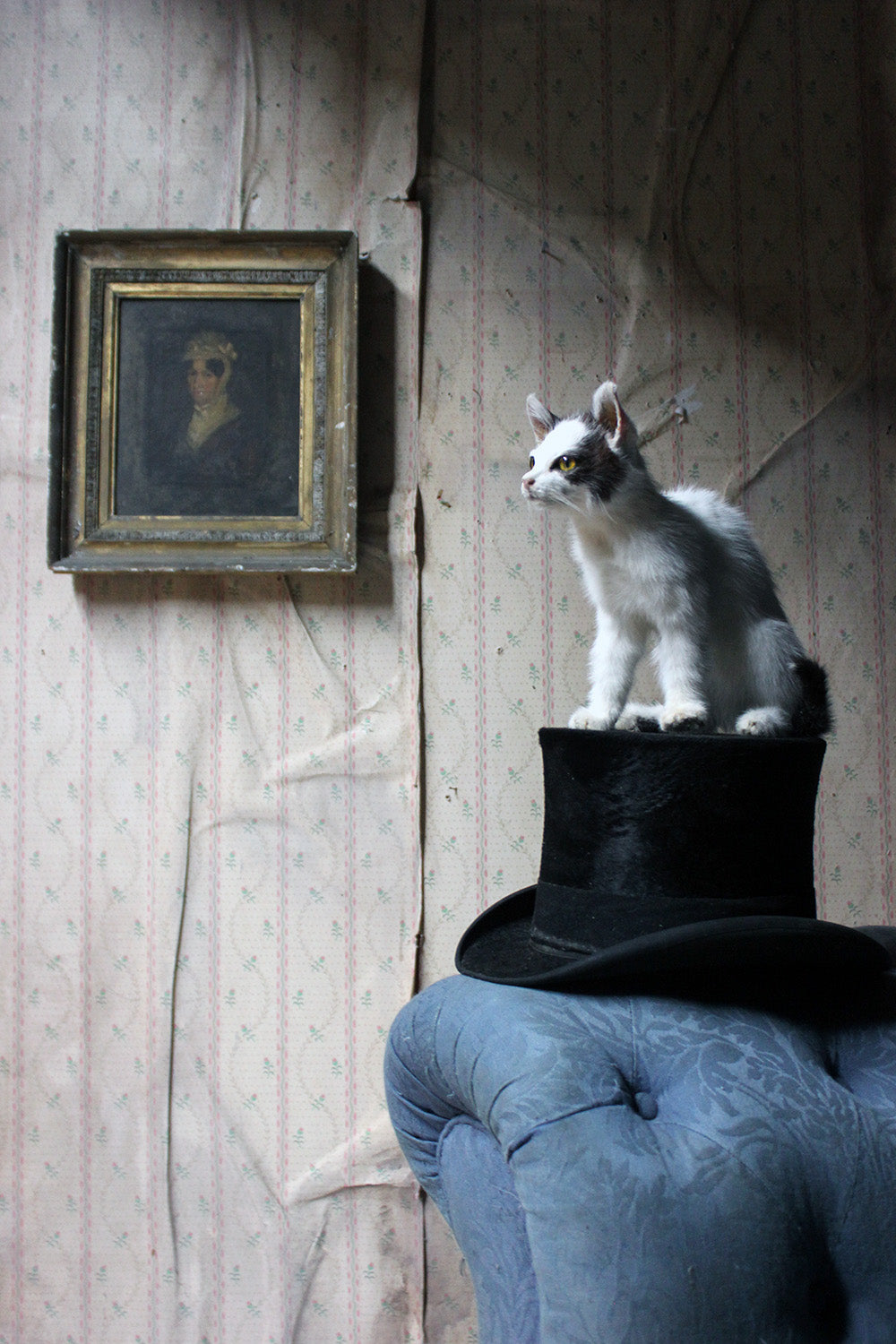 A 21stC Taxidermy Domestic Kitten