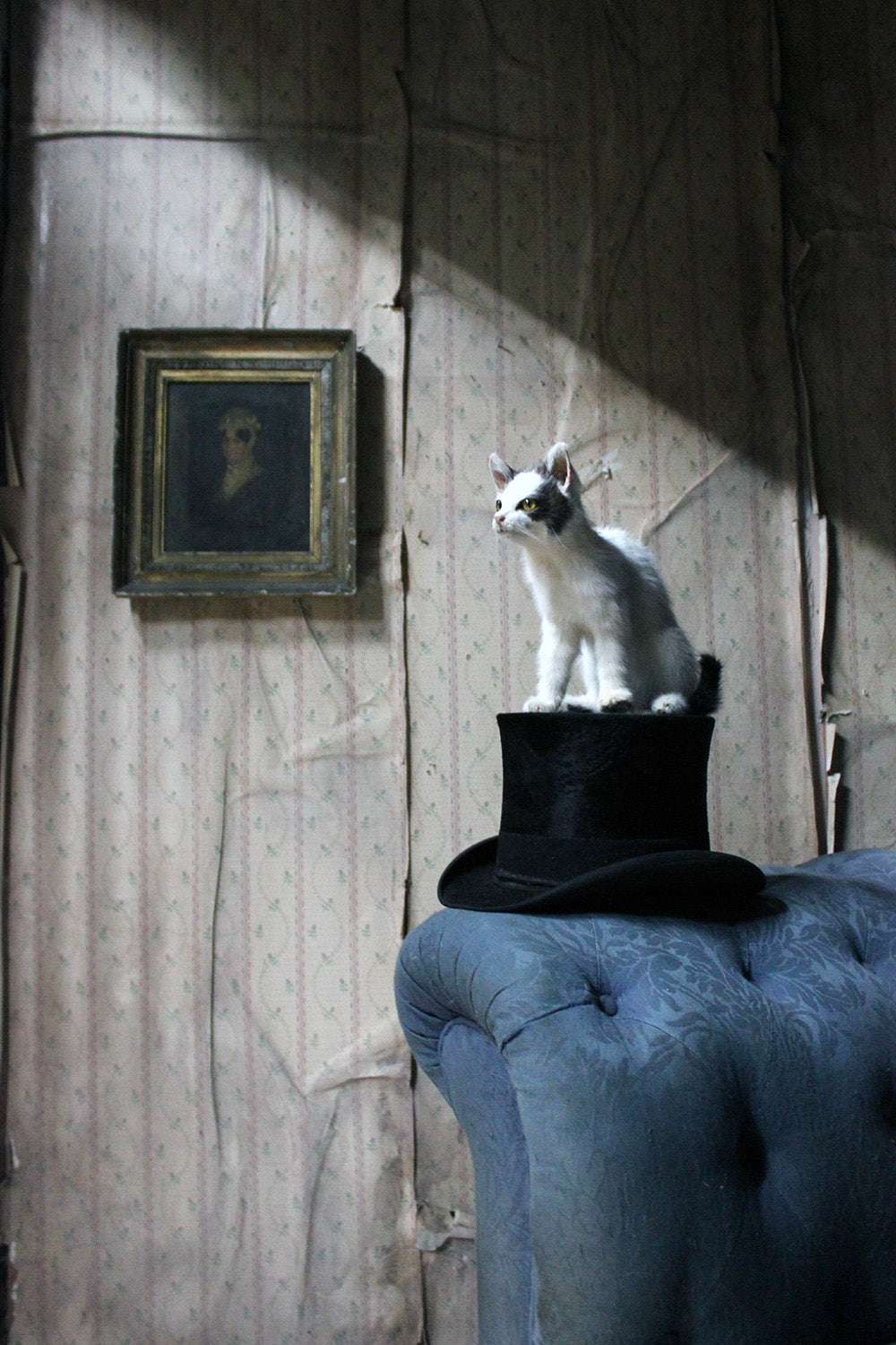 A 21stC Taxidermy Domestic Kitten