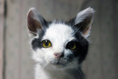 A 21stC Taxidermy Domestic Kitten