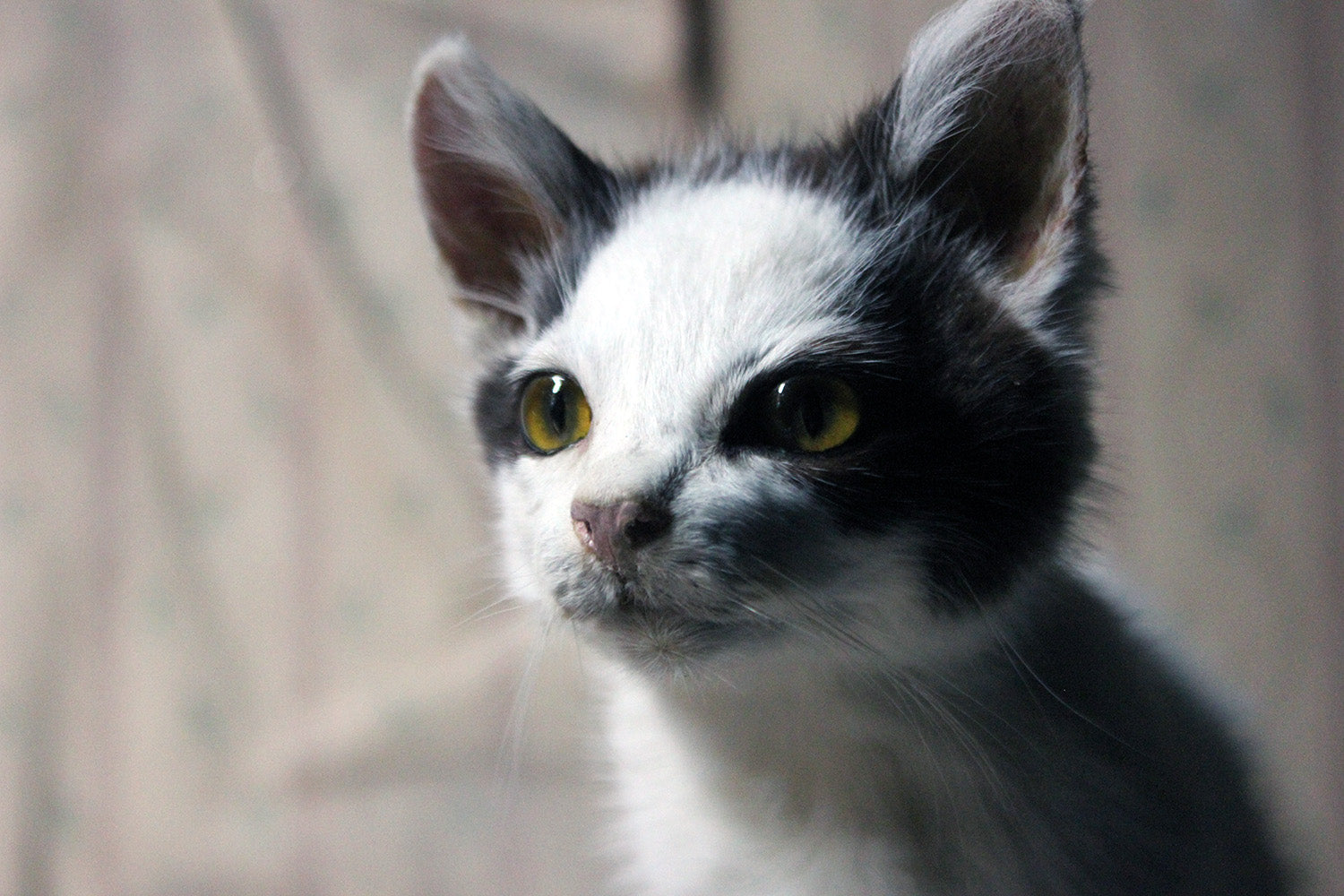 A 21stC Taxidermy Domestic Kitten