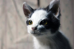 A 21stC Taxidermy Domestic Kitten
