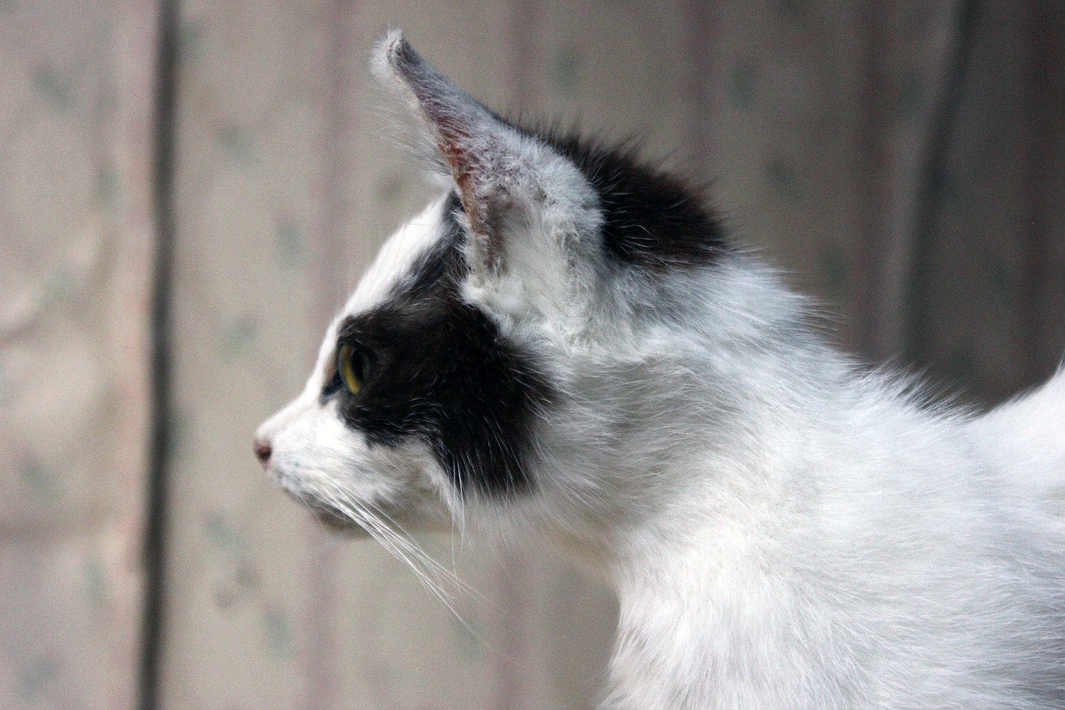A 21stC Taxidermy Domestic Kitten