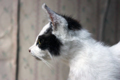 A 21stC Taxidermy Domestic Kitten