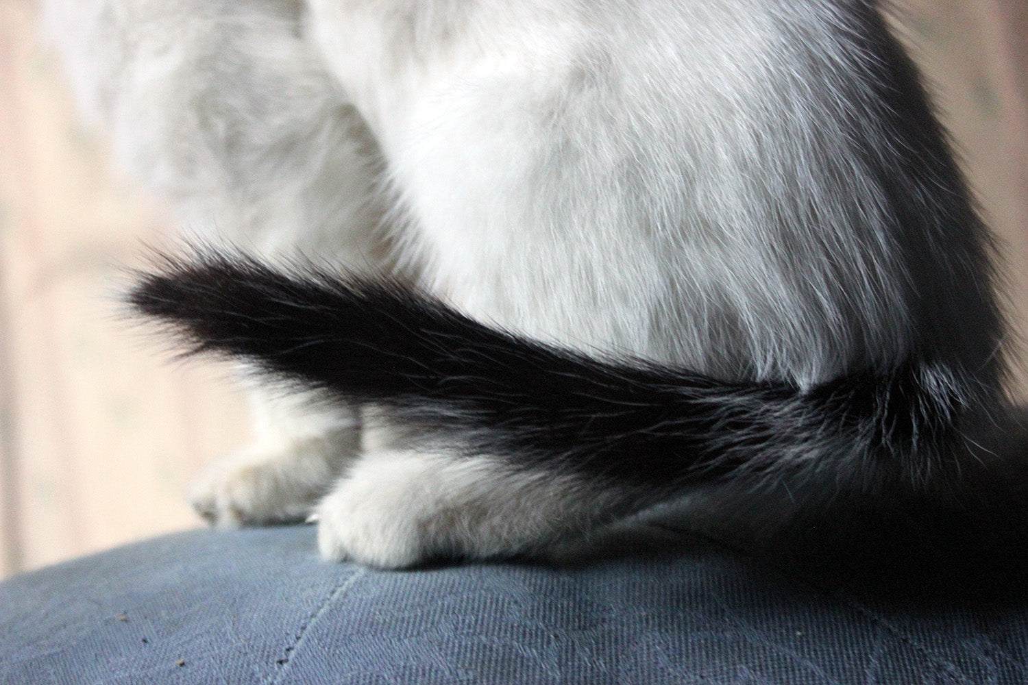 A 21stC Taxidermy Domestic Kitten