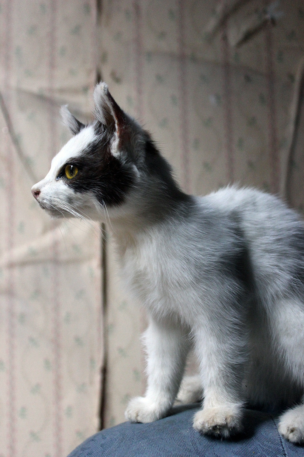 A 21stC Taxidermy Domestic Kitten