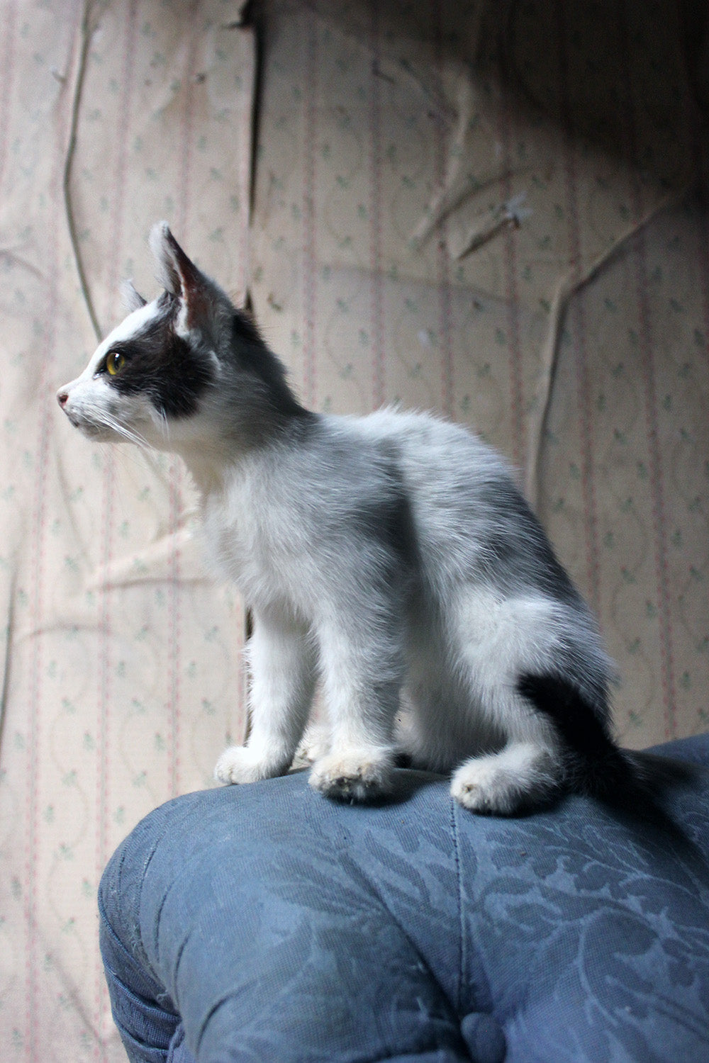 A 21stC Taxidermy Domestic Kitten