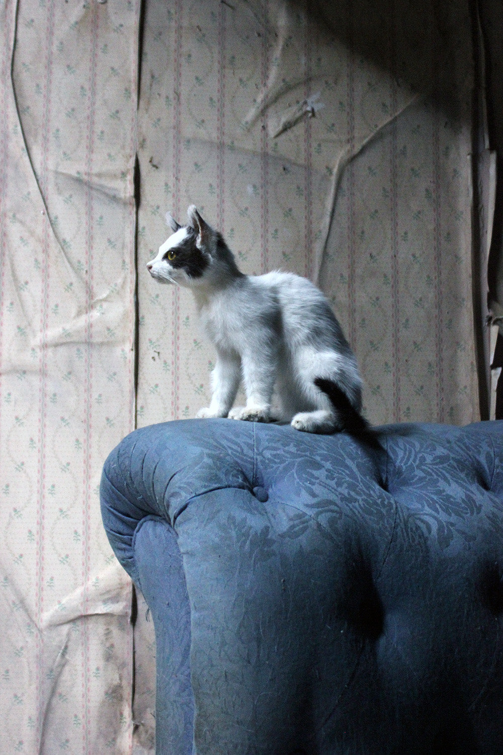 A 21stC Taxidermy Domestic Kitten