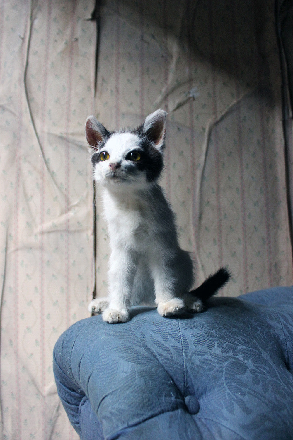 A 21stC Taxidermy Domestic Kitten