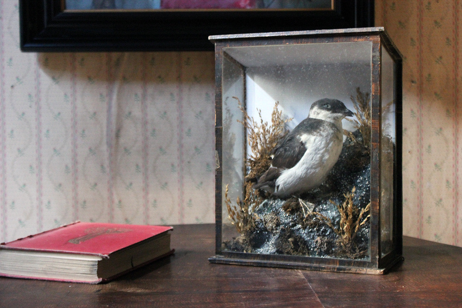 A Cased Taxidermy Little Auk c.1900