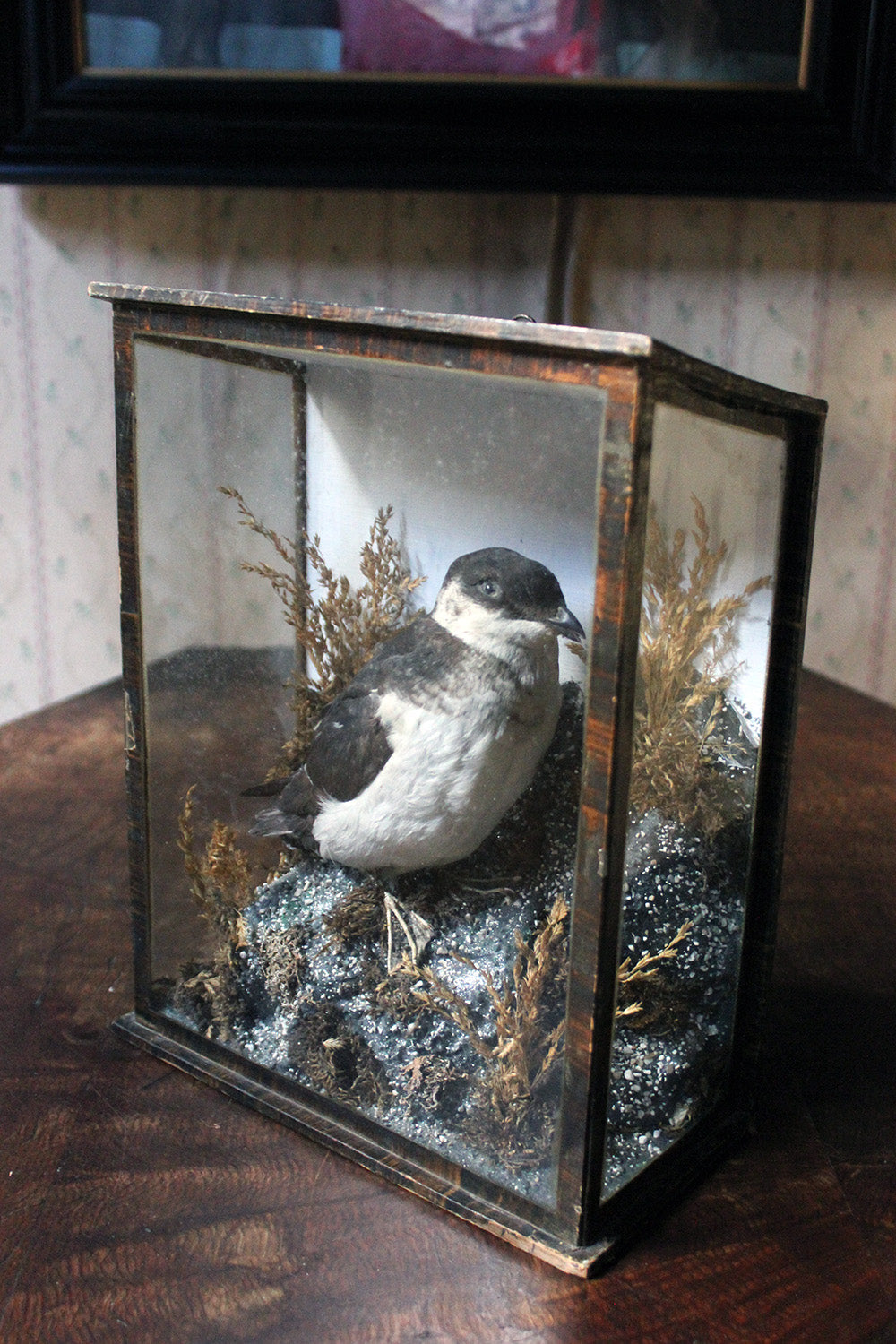 A Cased Taxidermy Little Auk c.1900