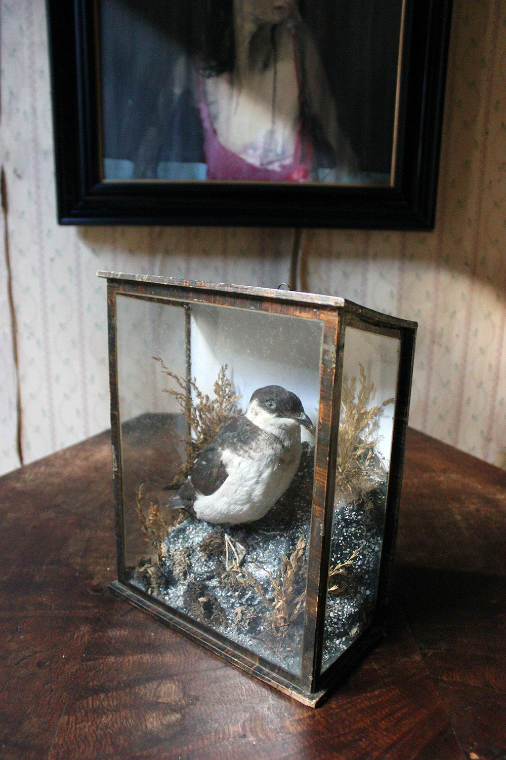 A Cased Taxidermy Little Auk c.1900