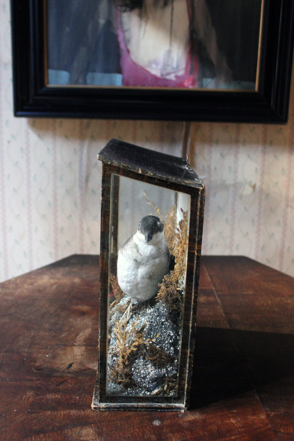 A Cased Taxidermy Little Auk c.1900