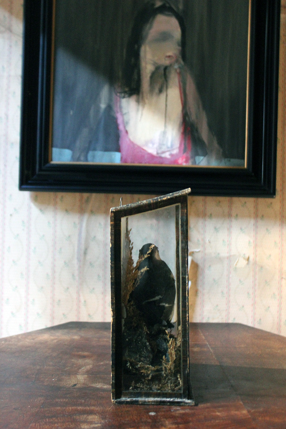 A Cased Taxidermy Little Auk c.1900
