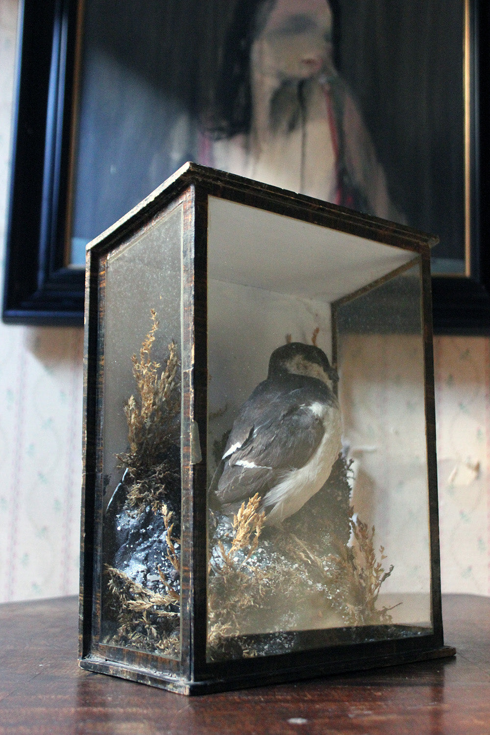 A Cased Taxidermy Little Auk c.1900