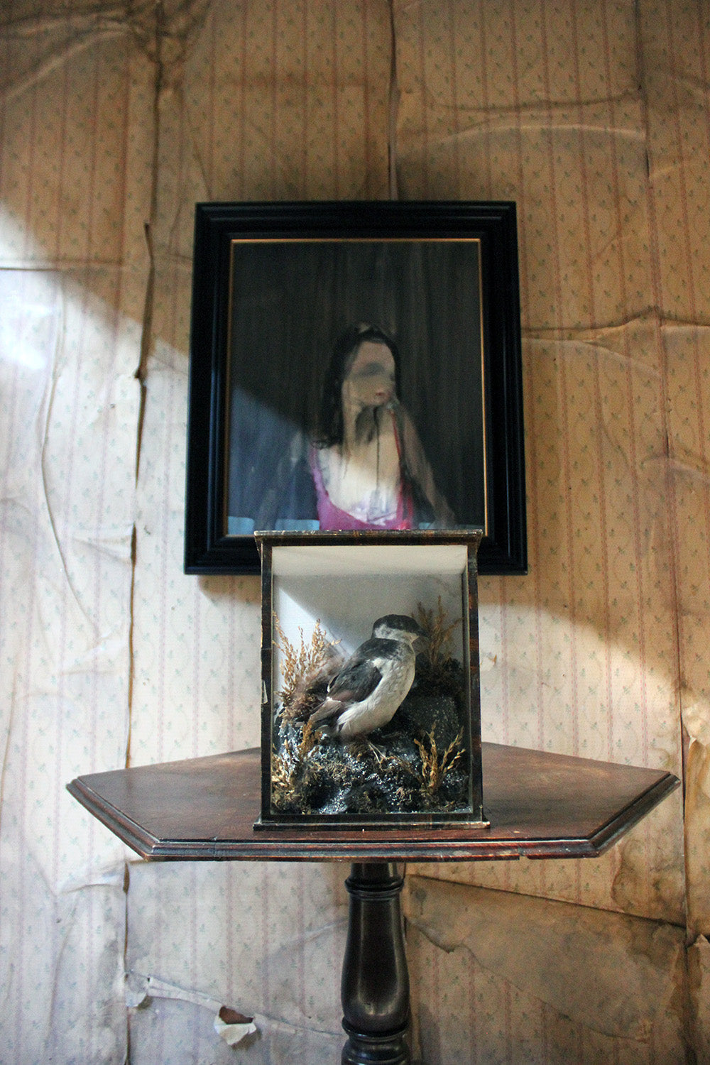 A Cased Taxidermy Little Auk c.1900