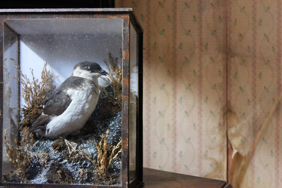 A Cased Taxidermy Little Auk c.1900