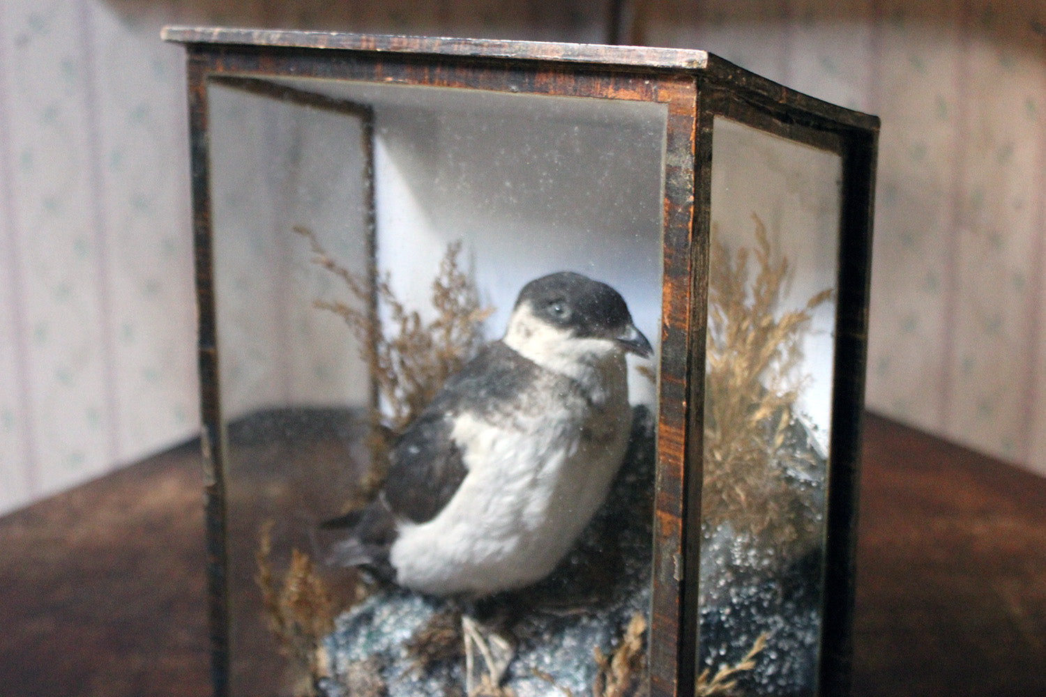 A Cased Taxidermy Little Auk c.1900