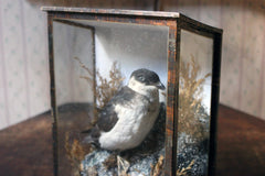 A Cased Taxidermy Little Auk c.1900