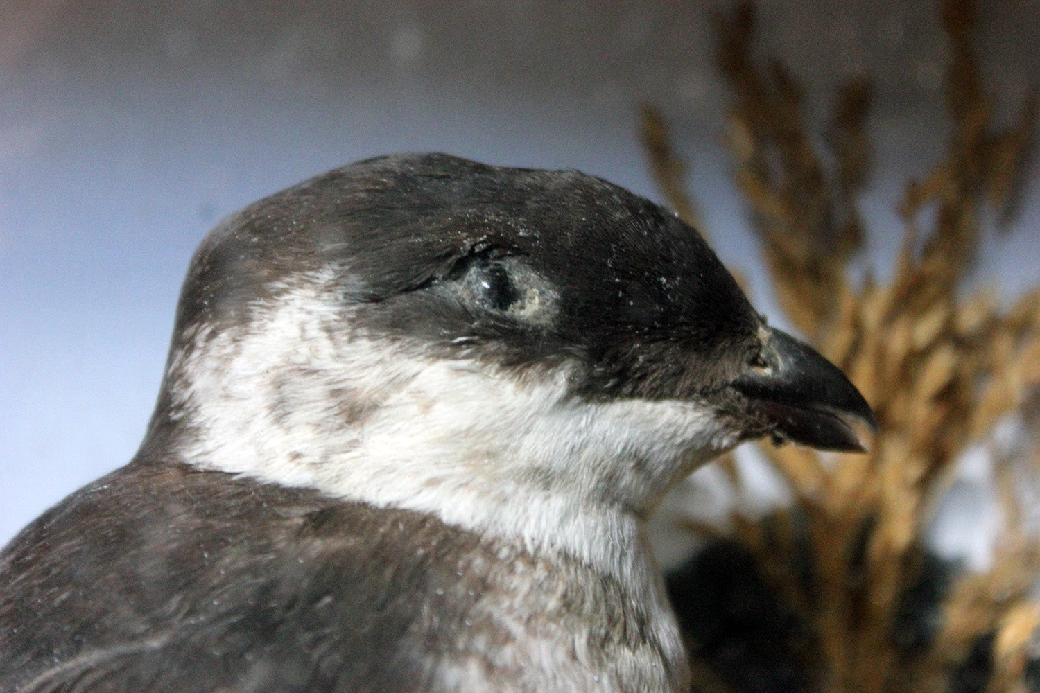 A Cased Taxidermy Little Auk c.1900