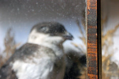 A Cased Taxidermy Little Auk c.1900
