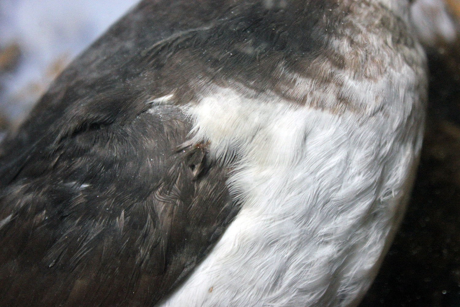 A Cased Taxidermy Little Auk c.1900