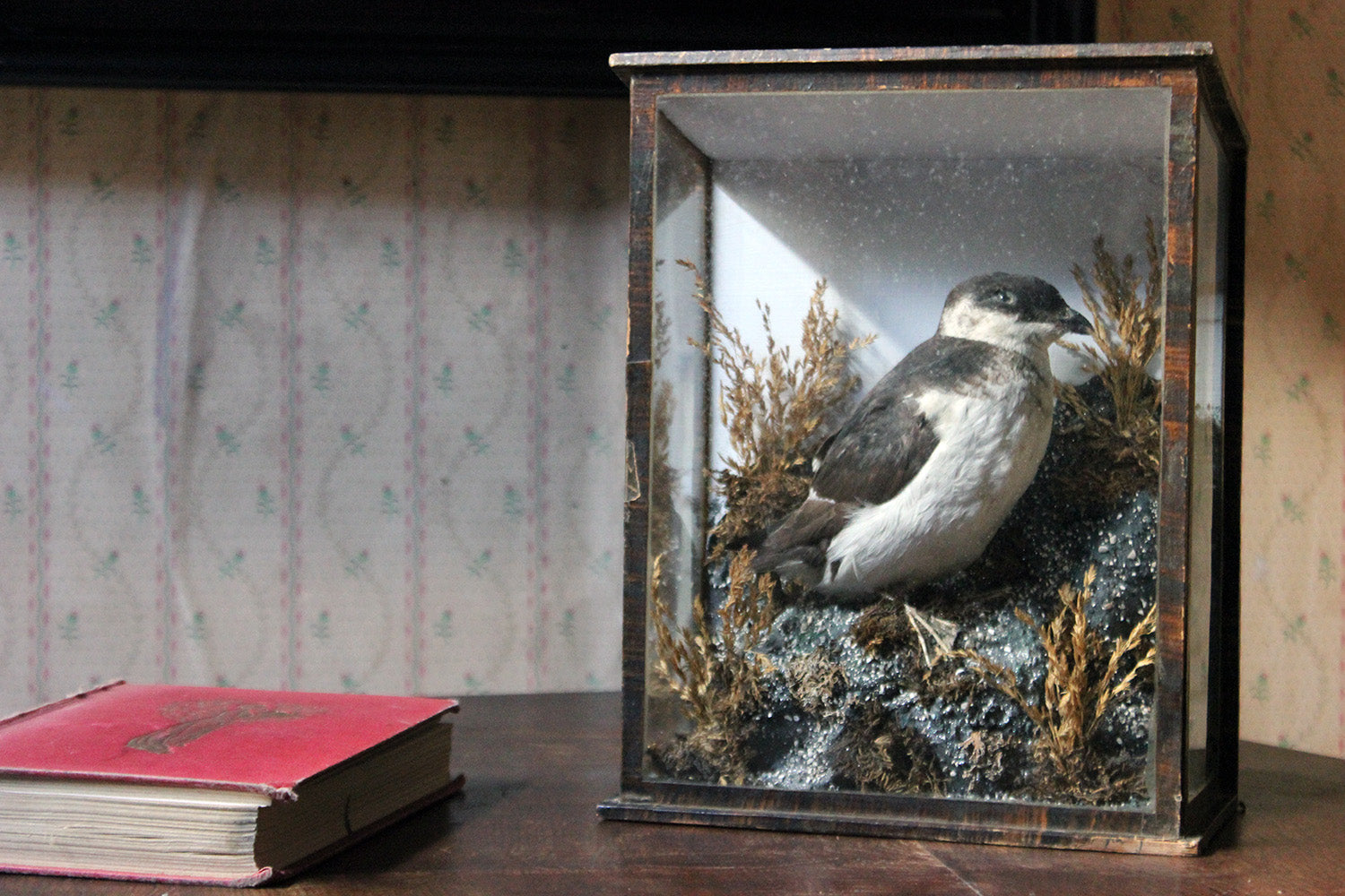 A Cased Taxidermy Little Auk c.1900