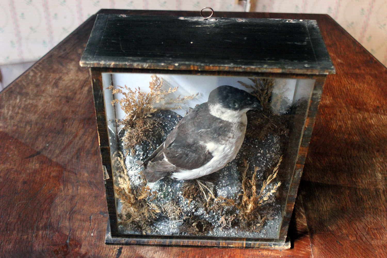 A Cased Taxidermy Little Auk c.1900