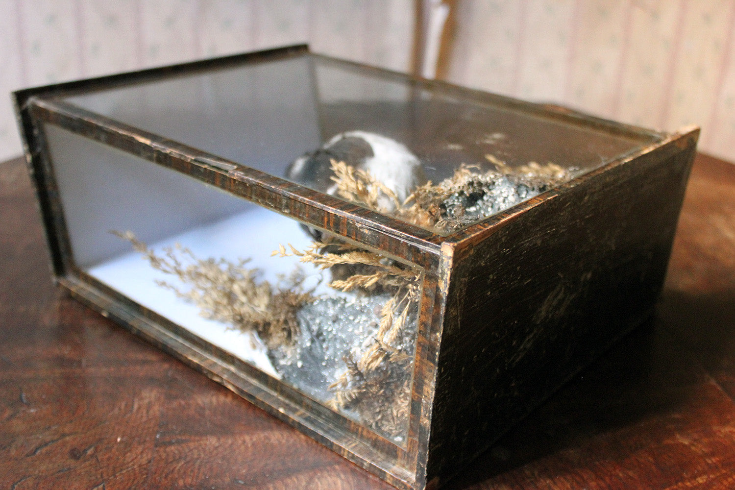 A Cased Taxidermy Little Auk c.1900