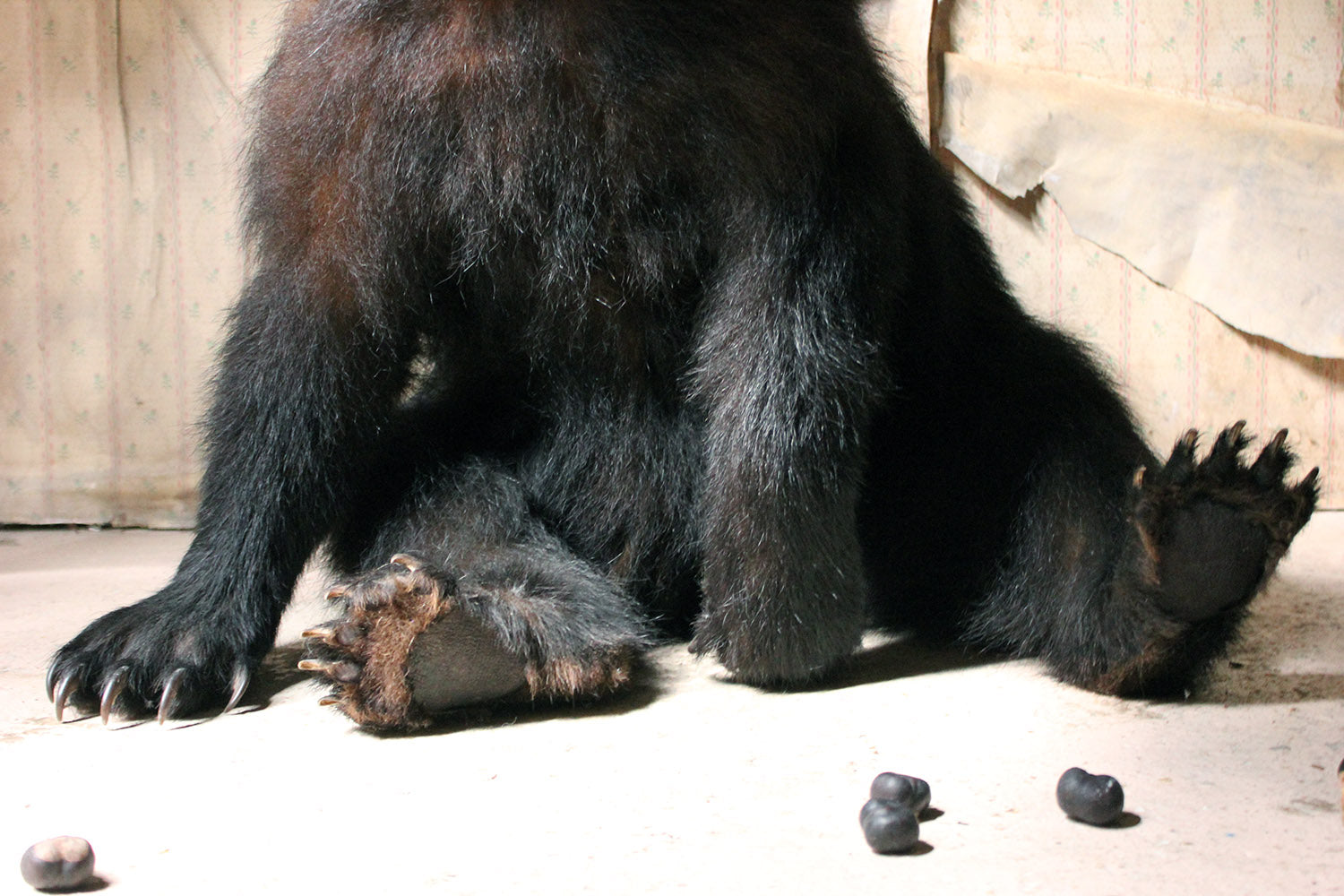 A Good Late 20thC Taxidermy Juvenile Black Bear