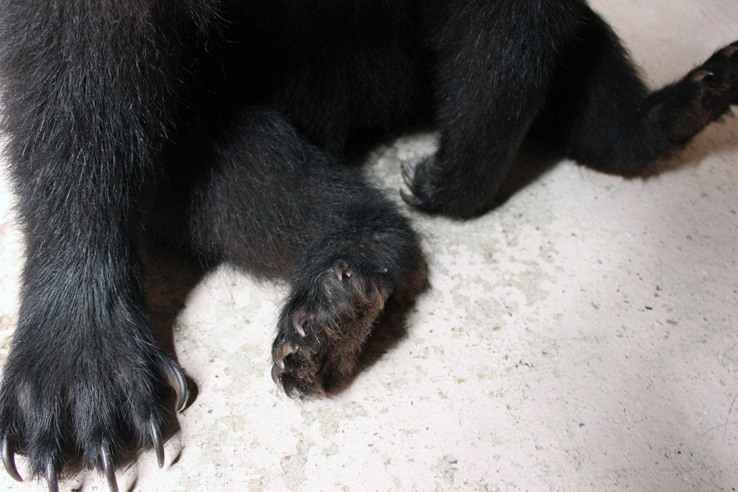 A Good Late 20thC Taxidermy Juvenile Black Bear