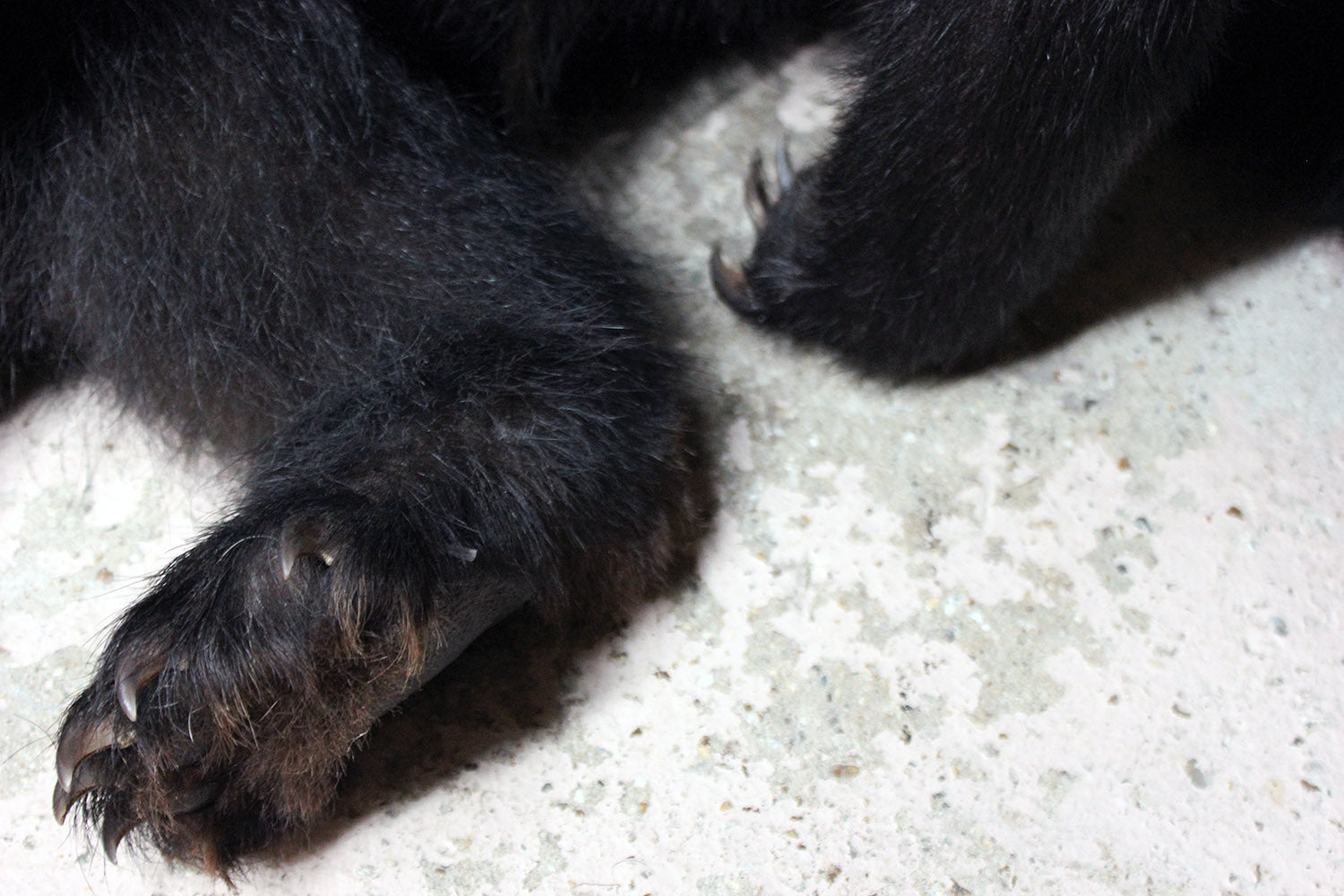 A Good Late 20thC Taxidermy Juvenile Black Bear