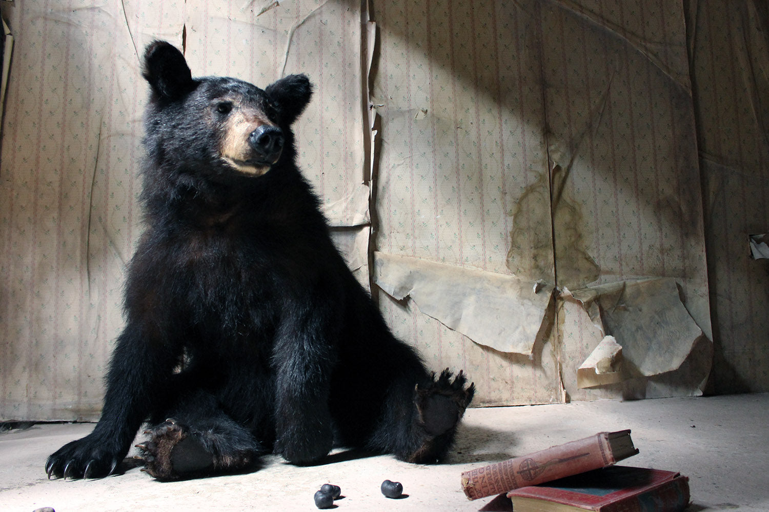 A Good Late 20thC Taxidermy Juvenile Black Bear