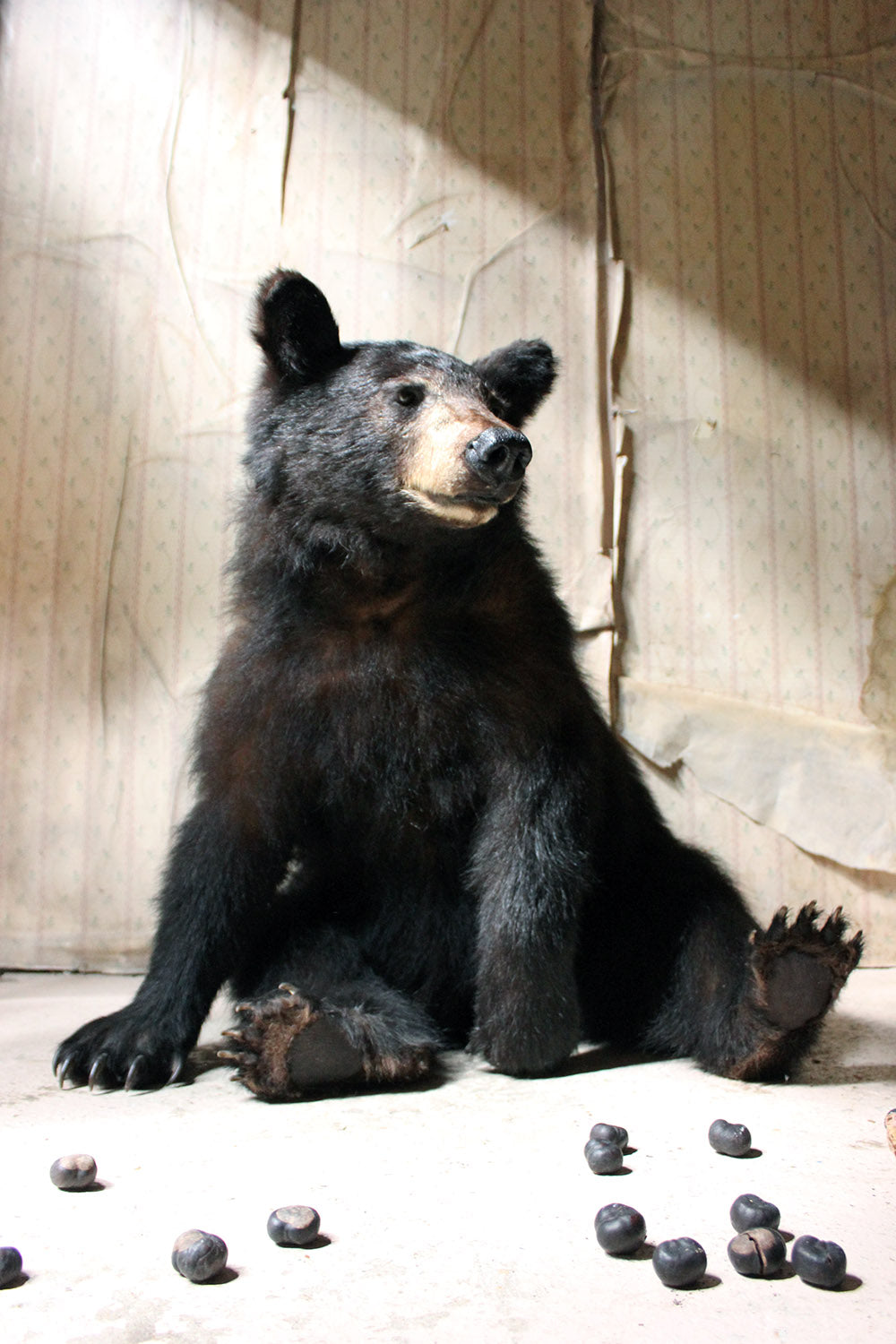 A Good Late 20thC Taxidermy Juvenile Black Bear